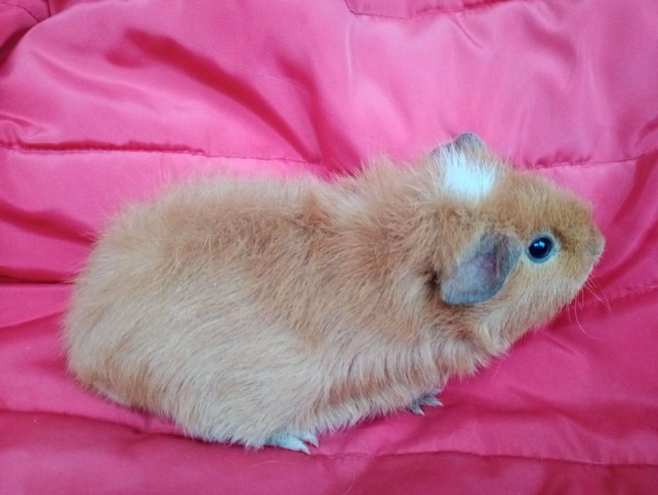 Świnki morskie. Samiec US Teddy.