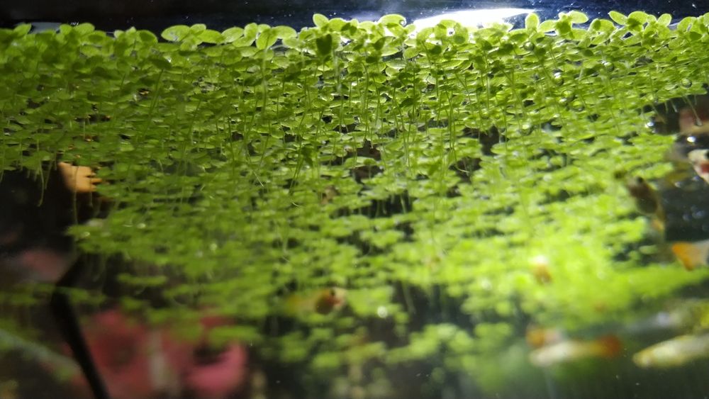 Lemna Minor - planta de aquário