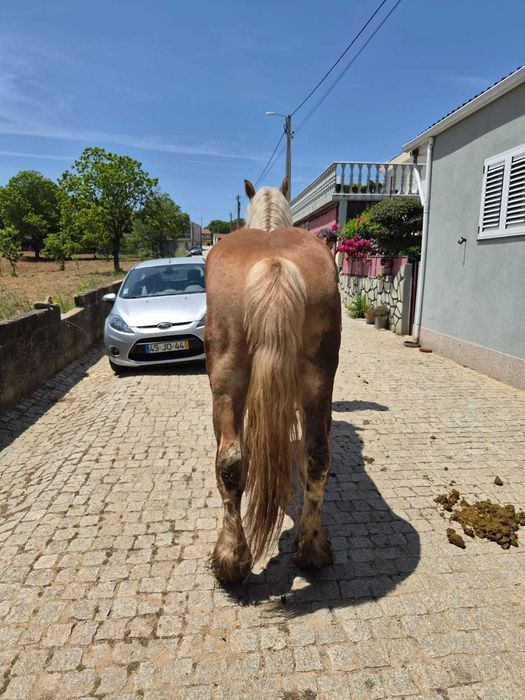 Cavalo Breton puro