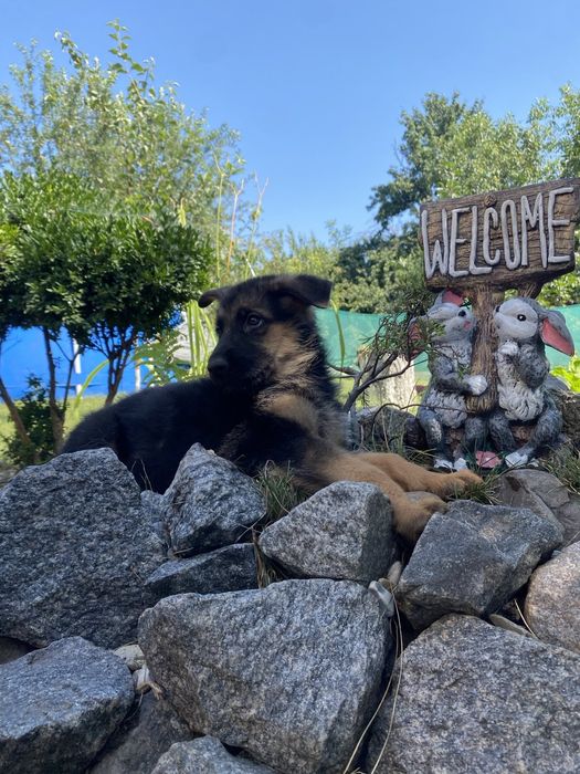 Щенули немецкой овчарки