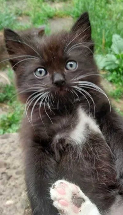 Кошенят віддам в добрі руки