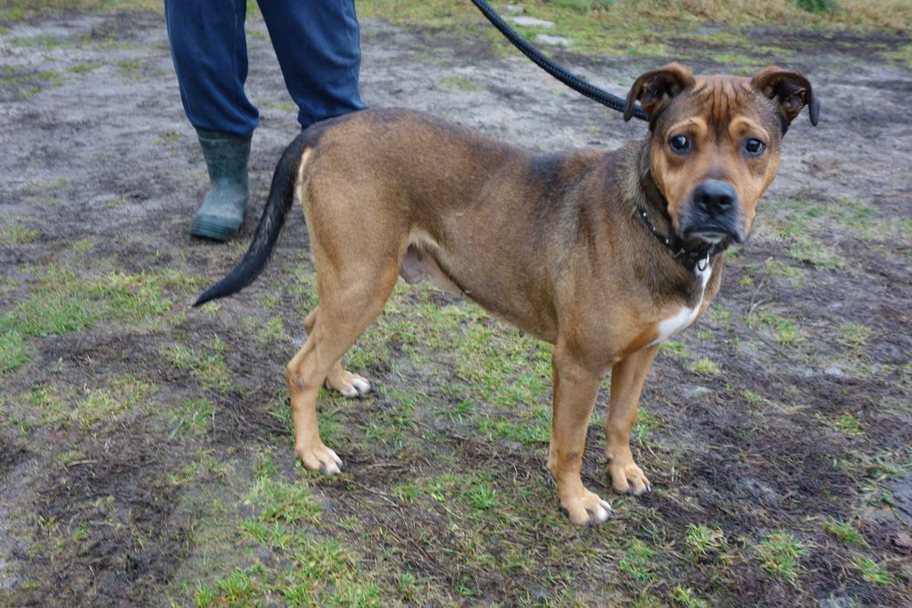 Boston czeka na fajny domek