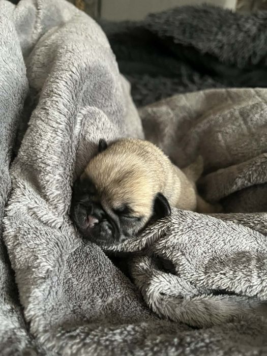 Mops pieseczek śliczny do rezerwacji