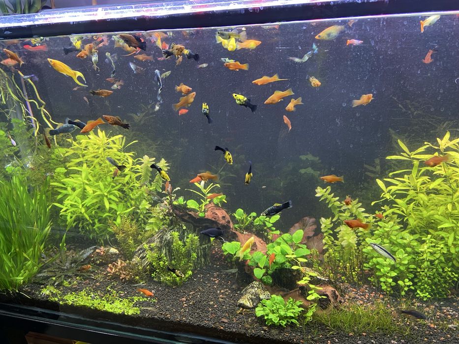 Mieczyk molinezja gupik zbrojnik-glonojad