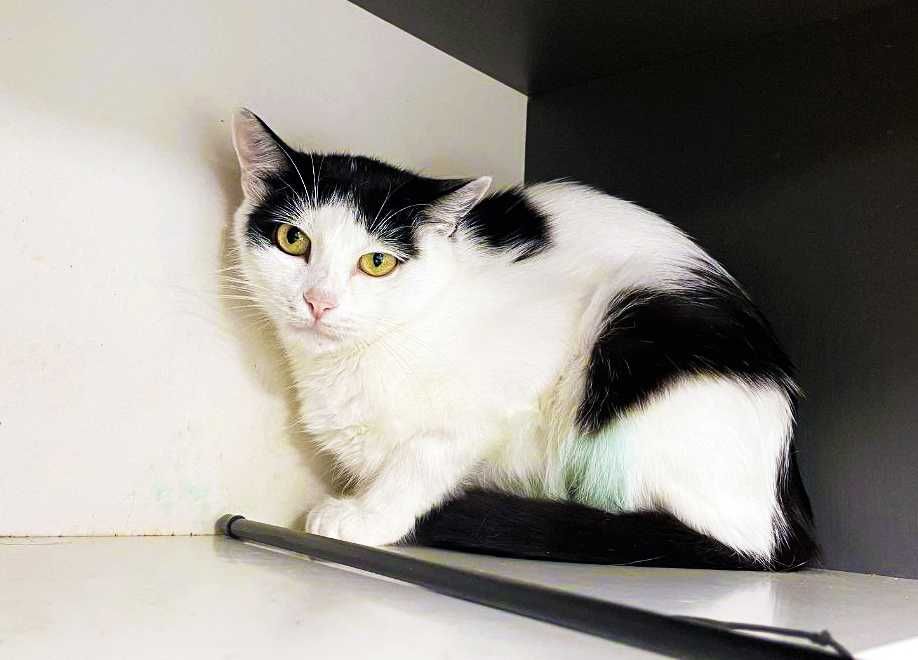 Кішечка, кішка, котуся Брошка (1 р.) – терміново додому!