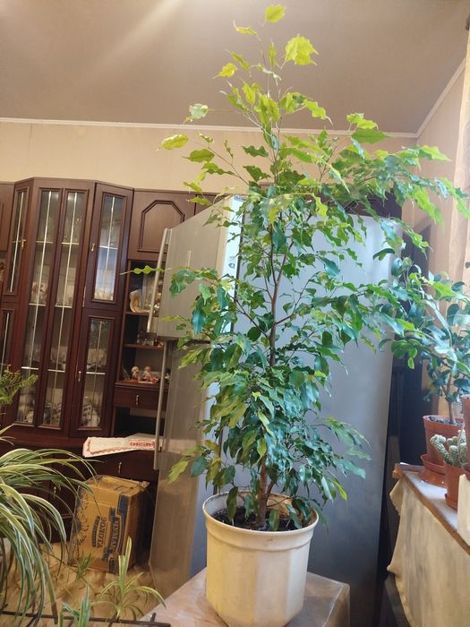 Продається чудовий фікус Бенджаміна.
