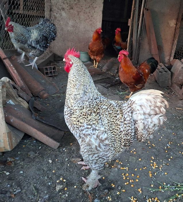 Ótimos galos e galinhas caseiros