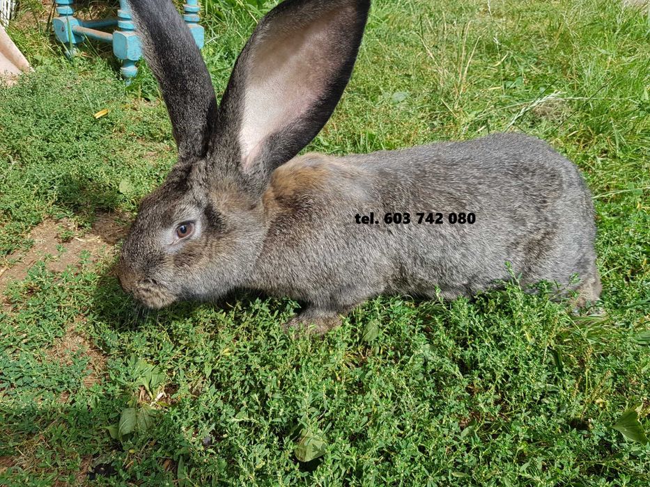 Króliki belgijskie sprzedam - 150 PLN