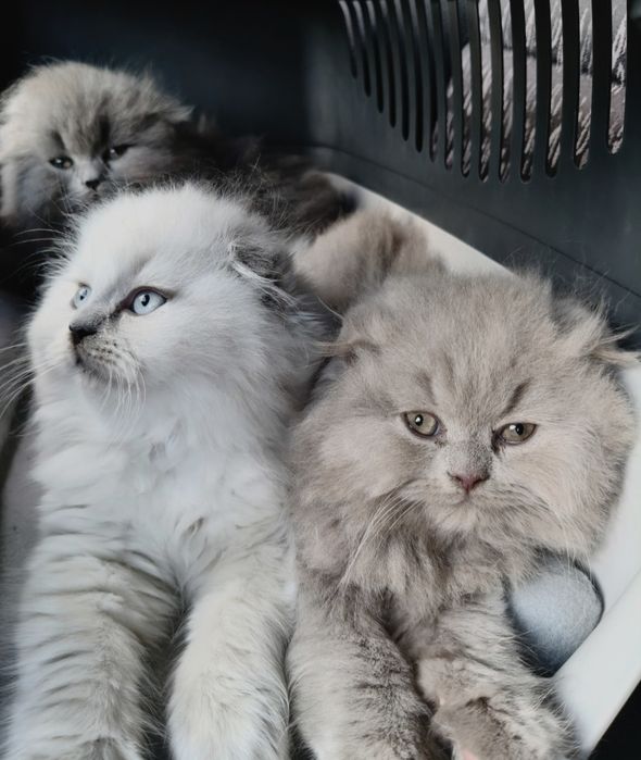 Шотландські котята (Scottish Highland Fold)