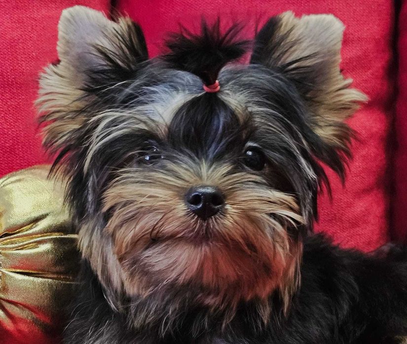 Yorkshire Terrier