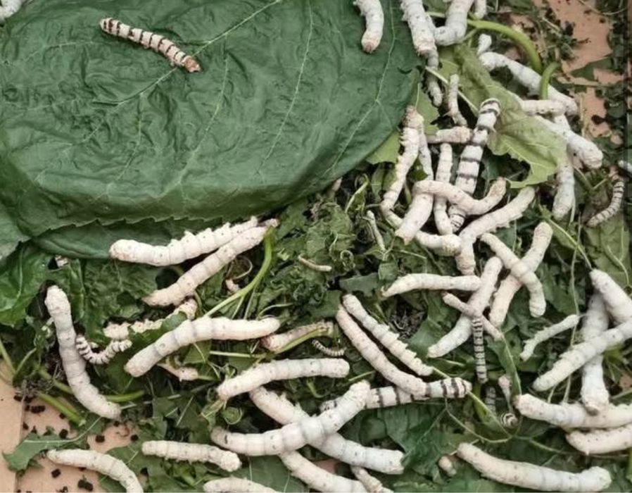 Ovos de bichos da seda