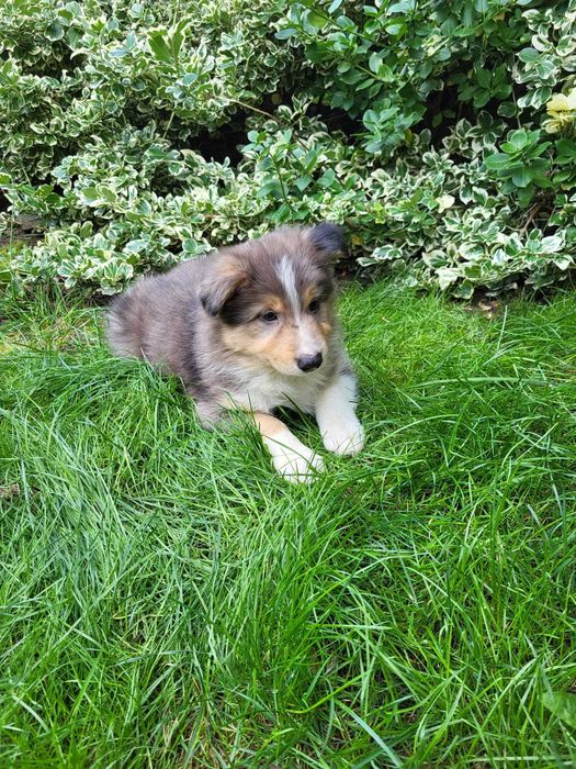 Szczeniak Border Collie piesek
