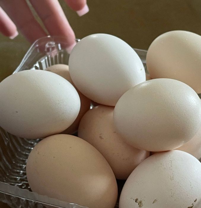 Інкубаційні яйця Китайських шовкових