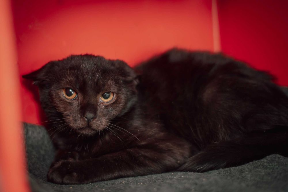 Przerażony całym światem Kobalcik... czy dostanie szansę?