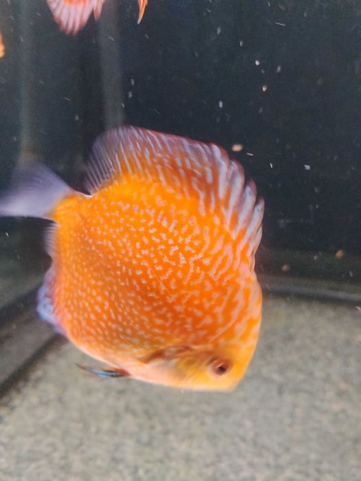 Discus nacionais