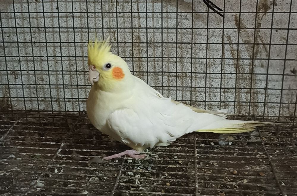 Caturras casal a criar