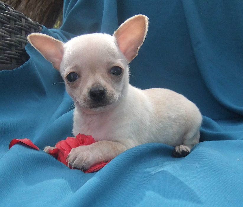 Chihuahua  cachorro com qualidade