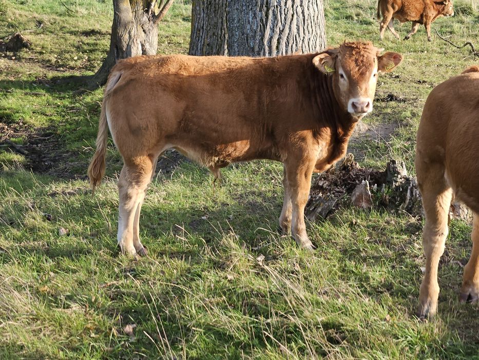 Sprzedam 7 byczków limousine