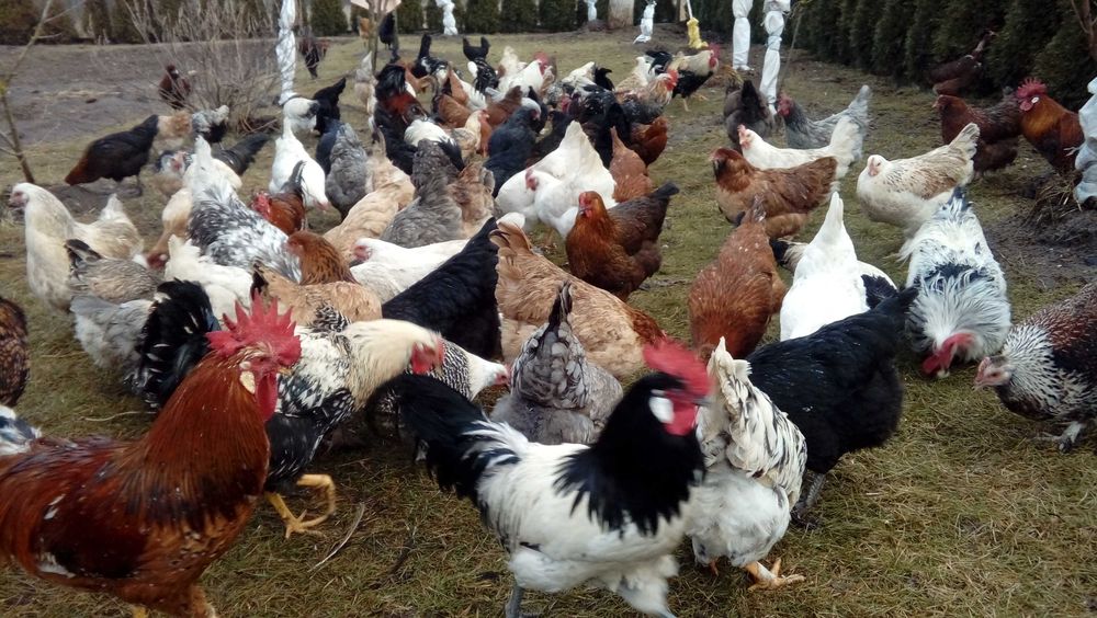 Miksy kolorowe jaja lęgowe, wysyłka