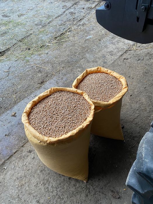 Sprzedam Groch siewny