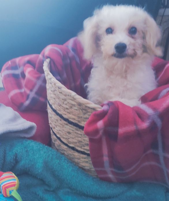 Maltipoo suczka  szczepienia wściekliznaWarszawa maltańczyk pudel