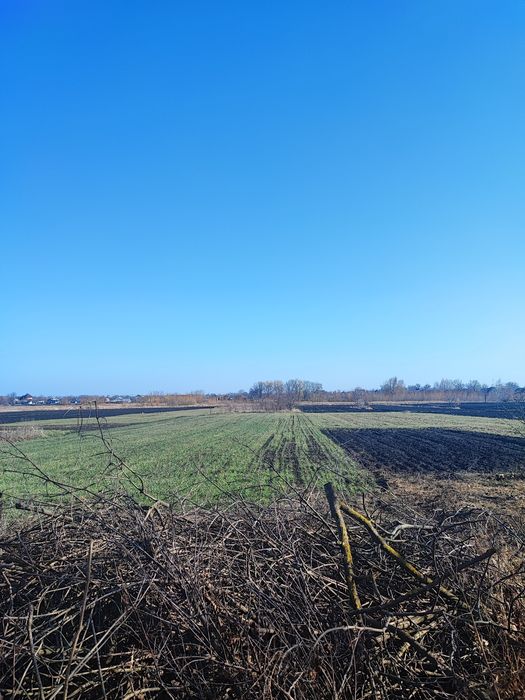 Продам земельну ділянку в селі Ольшаниця.