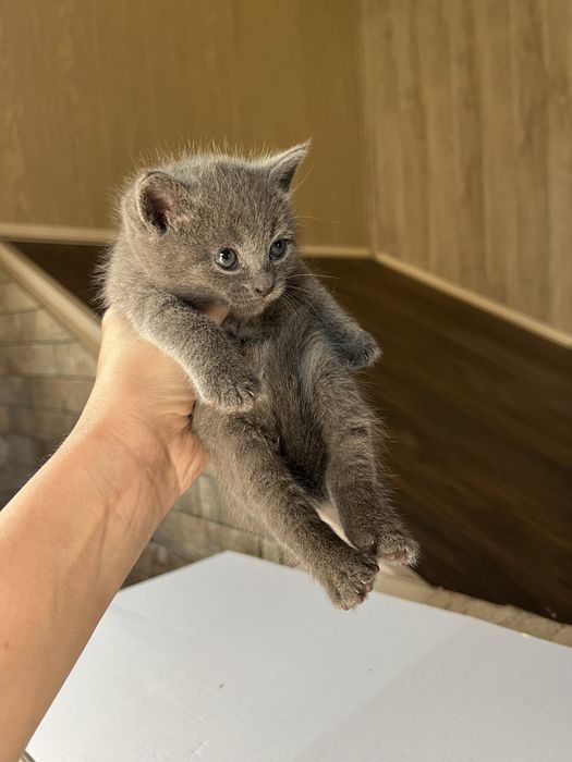 Віддам кошенят (2  дівчинки 1 хлопчик)