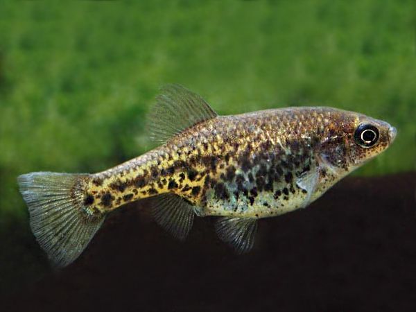 Chapalichthys pardalis