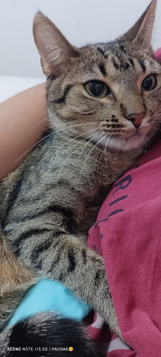 Gatinha dócil para adoção responsável