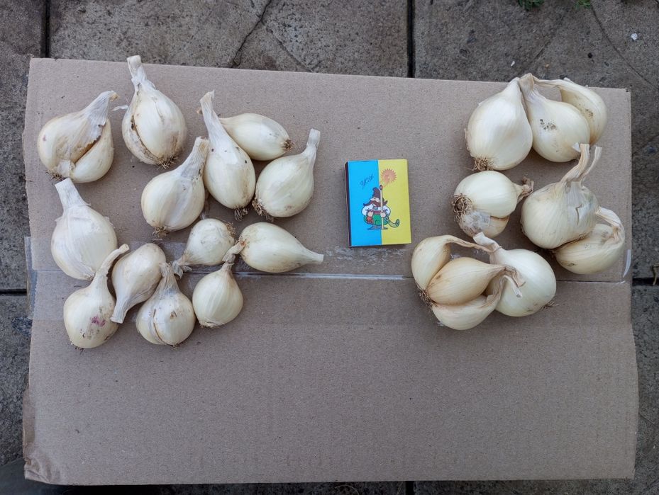 Продам  кущовку, насіння цибулі2025рік