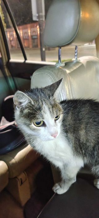 Kot do adopcji miau
