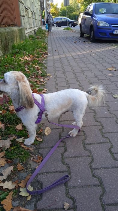 Szczeniaki prawie 8 tyg