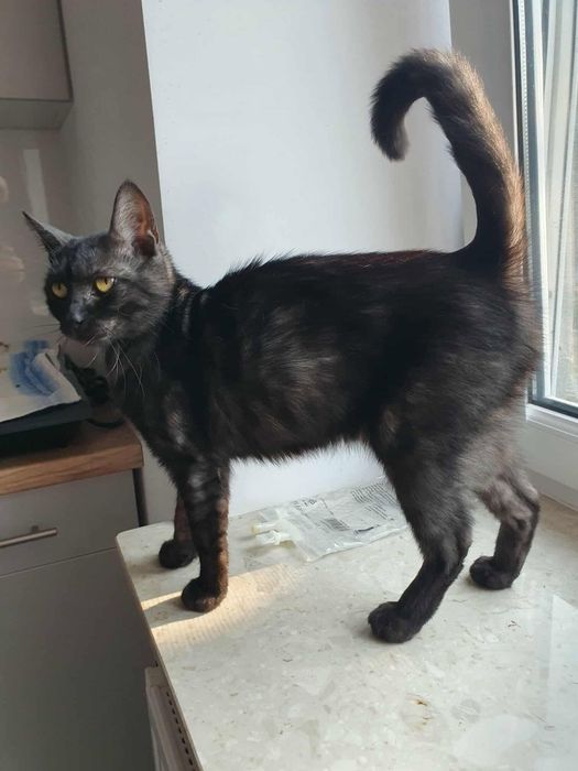 Piękna Buka czeka na adopcje