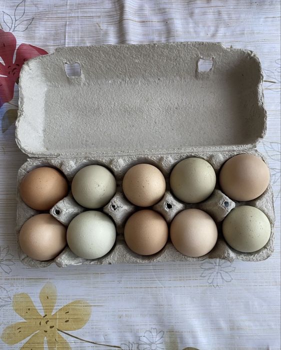 Jaja swojskie kurze