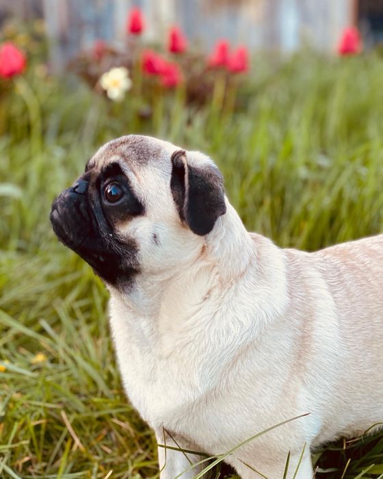 Гарний мопс шукає даму серця для серйозних стосунків (в’язка)
