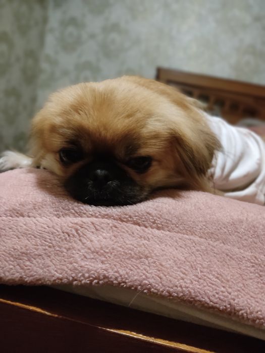 Продам цуценят пекінеса