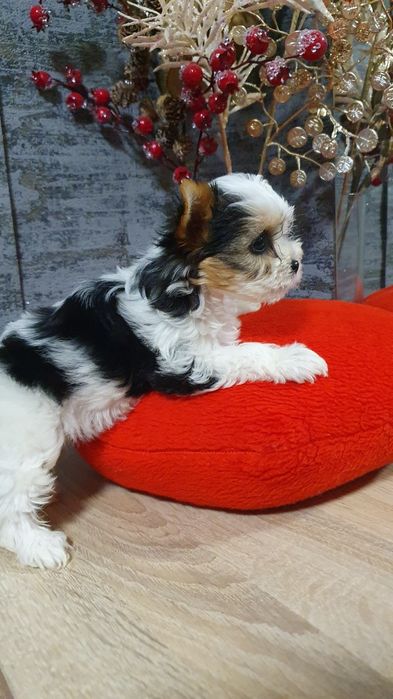 Малышка Бивер йорк