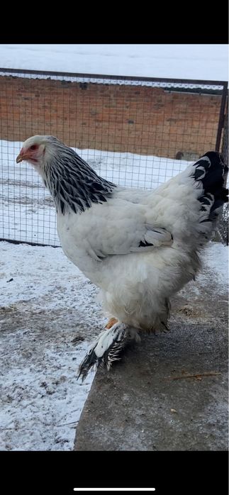 Курочка світла брама 7 міс