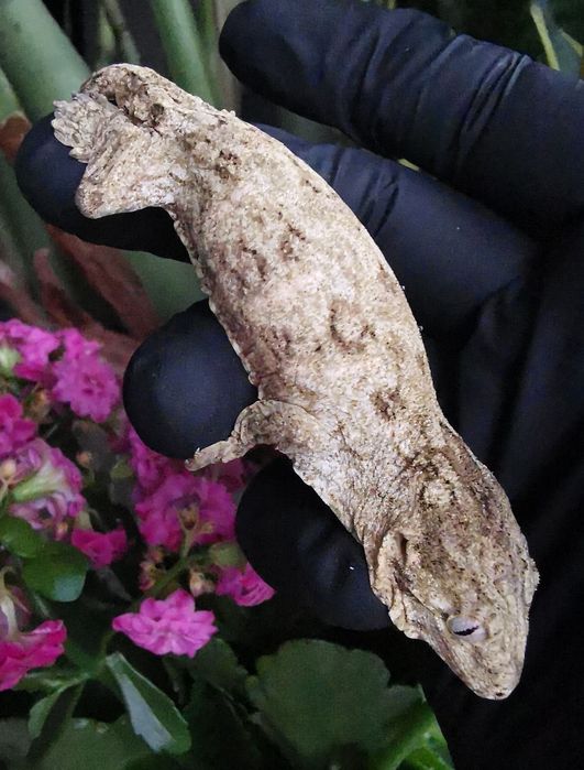 Gekon nie Orzęsiony