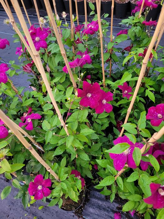 Clematis różne odmiany sprzedaż hurtowa