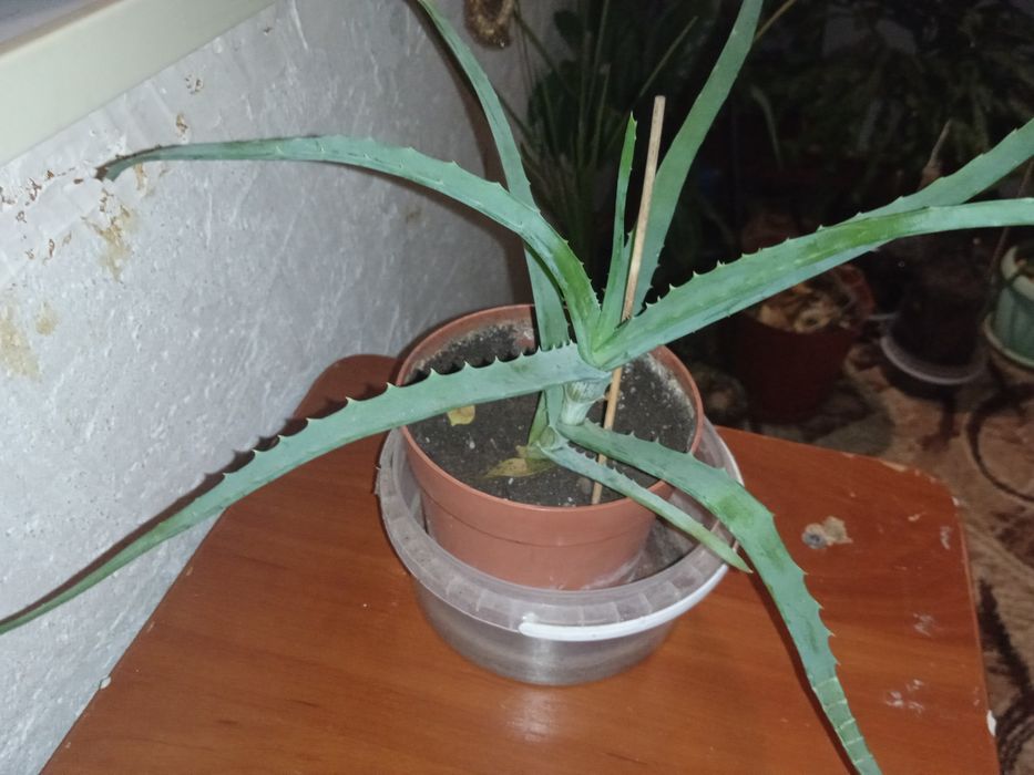 Алое омолаживающее растение