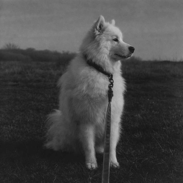 Zenza Bronica S2 + Nikon NIKKOR-PC 75mm f/2.8 + SAMPLE