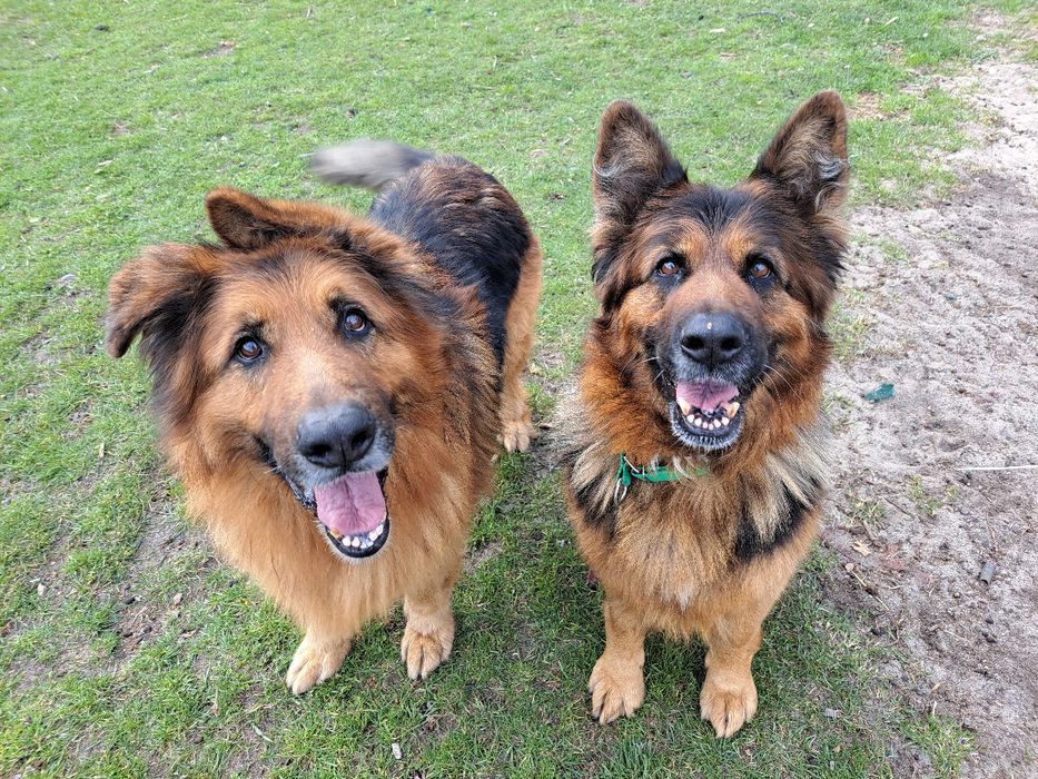 Hades i Hera- rodzeństwo owczarków szuka domu