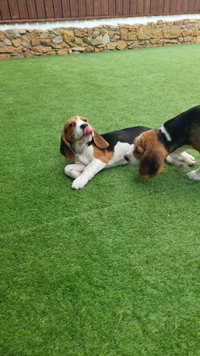 Beagle macho para venda