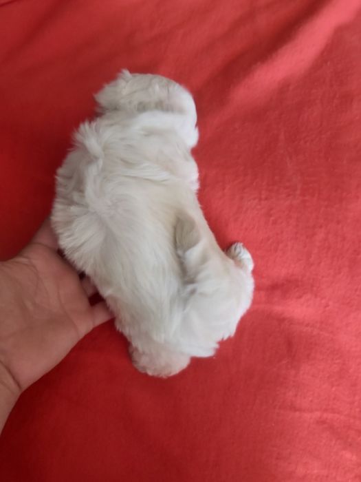 Bichon maltês  todo branco