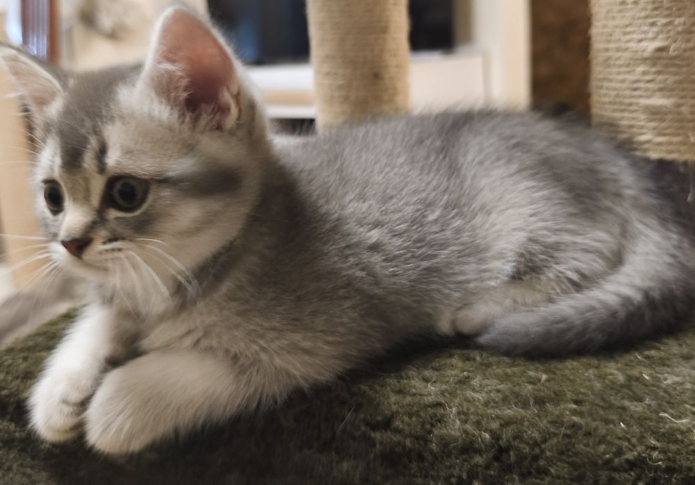 Gatinho Scottish Straight