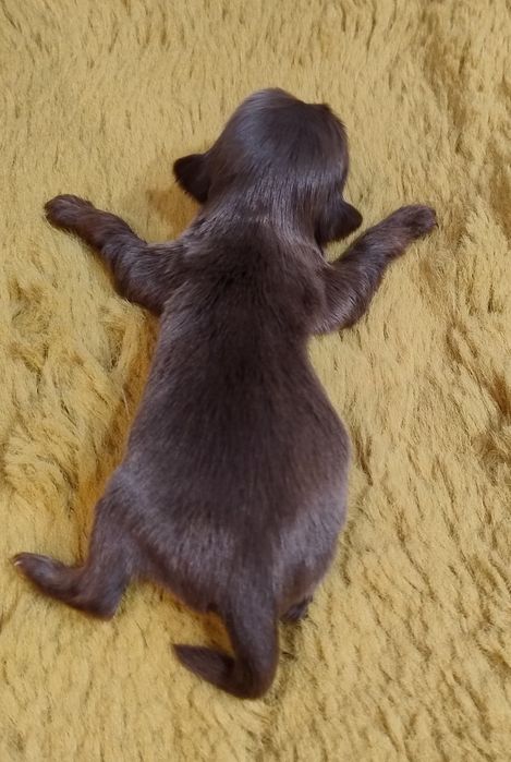 Yorkshire terrier brąz chłopak