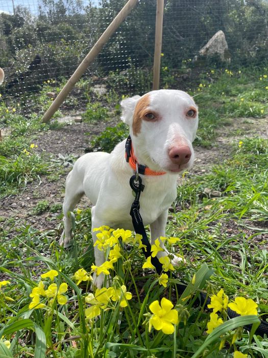 Benji- Para Adoção Responsável!