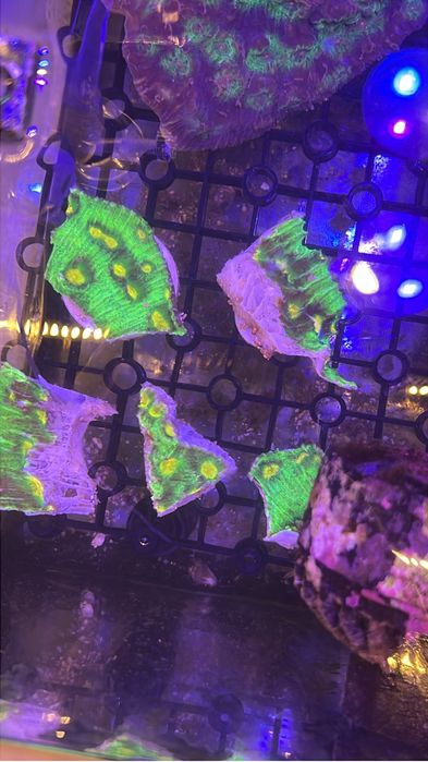 Corais baratos aquario agua salgada