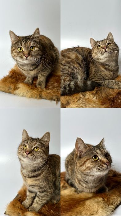 Котёнок Кити около полгода